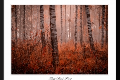 Misty-Birch-Forest-South-East-Poland