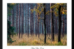 Misty-Blue-Forest-South-East-Poland